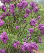 Syringa vulgaris ‘Monge’
