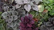 3 Plant Ripple Peperomia Collection