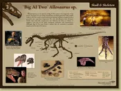 Allosaurus sp. BIG AL TWO Skeleton – Skeleton Poster – Media Display