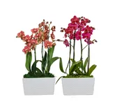 10in Asst Orchid Garden in Ceramic, 6/pk