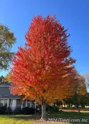 Autumn Blaze® Maple