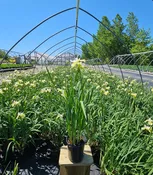 Butter & Sugar Siberian Iris