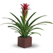 Bromeliad Beauty