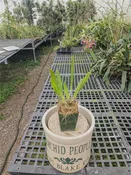 Brassocattleya Valencia Beauty