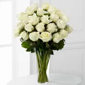 WHITE ROSE SPLENDOR