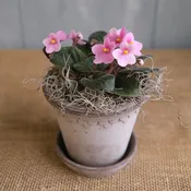 African Violet