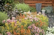 Agastache Arizona Mixture