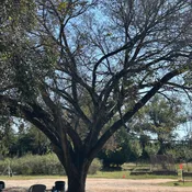 American Elm – Ulmus americana L. (1 GAL)