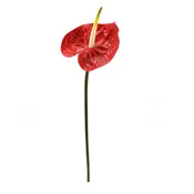 Anthurium Large Stem