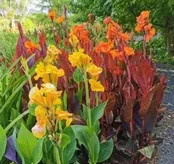 6" Cornerstone Foliage - 8's Canna