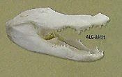 ALLIGATOR, HEADS