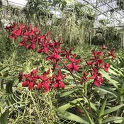 Renanstylis Bangkok Beauty — Motes Orchids
