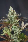 CLEMENTINE KUSH: REG