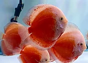 5.5+" Coral Red