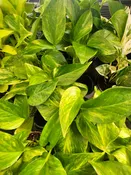 4″ Marble Queen Pothos