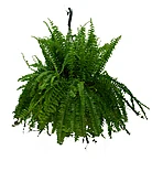 Boston Fern HB