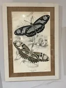 33.5"x23" butterfly picture in cream frame