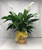Green Plant - Spathiphyllum (Peace Lily) Large