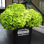 Emerald Green Hydrangea Box