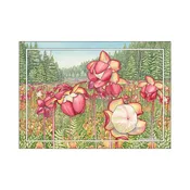 Pitcher Plant — Glen Arbor Artisans