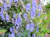Aconitum episcopale