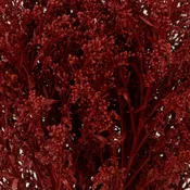 Brown Spice Tinted Solidago Flowers