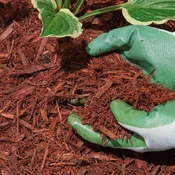 Red Colored Enhanced Mulch
