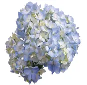 Hydrangea Select Blue – 40 stems per box