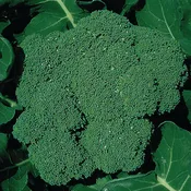 Broccoli, Packman