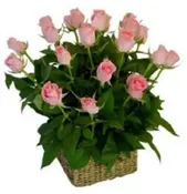 18 Roses.