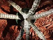 Bromeliad Cryptanthus Abolute Zero