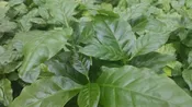 Arabica Coffee Plant