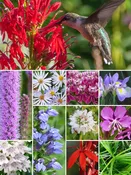32 Plant Hummingbird Garden for Moist Soils
