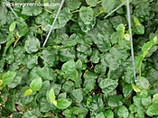 Ficus Repens - Green