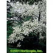 Black Locust – Seedlings