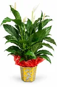 8in Peace Lily in Ceramic
