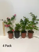 Your Choice of 4