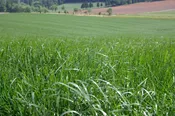 Ryegrass – Perennial (Turf-Type)
