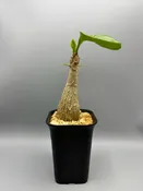 Myrmecodia platytyrea v. antoinii — Desert Creations