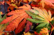 Acer japonicum 'Yama kage' Mountain Shadows Full Moon Japanese Maple