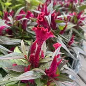 Celosia Hot Topic Red 6" Pot