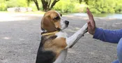 Fun Tricks Class (10/15/26 @ 6pm)