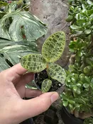 Macodes Petola Lightning Bolt — Seattle Plant Daddy