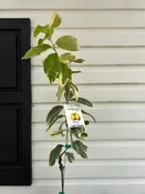 1 Gallon Variegated Pink Lemon Tree