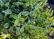 Abelia grandiflora ‘Suntastic Radiance’