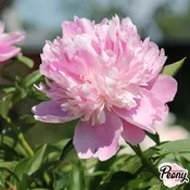 Monsieur Jules Elie Peony — Hidden Springs Peony Farm