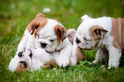 Puppy Class, Gilroy – Wednesday 6pm – DEPOSIT – (starts 9/23/26)