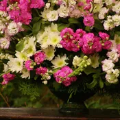Gorgeous Mixed Stock