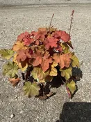 Caramel Coral Bells