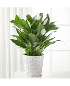 A NEW LEAF PEACE LILY